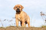 TOSA INU 115